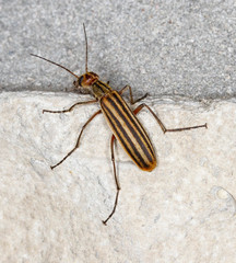Epicauta vittata