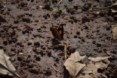 Catonephele numilia esite