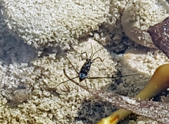 Trepobates subnitidus