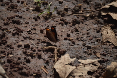 Catonephele numilia esite