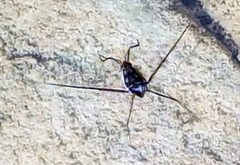 Trepobates subnitidus