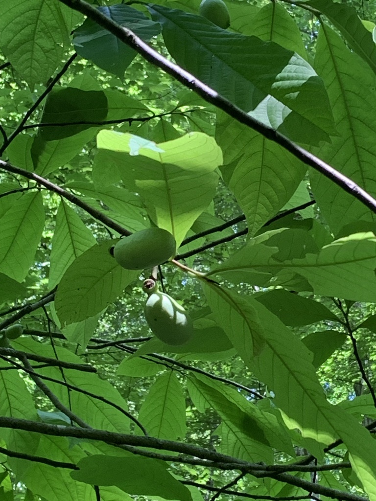 common pawpaw from Spring Mill State Park, Mitchell, IN, US on June 21 ...