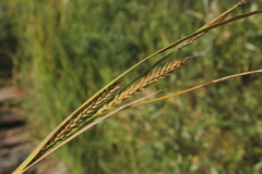 Carex recta