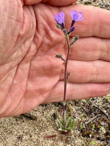 Gilia tenuiflora, photograph 2