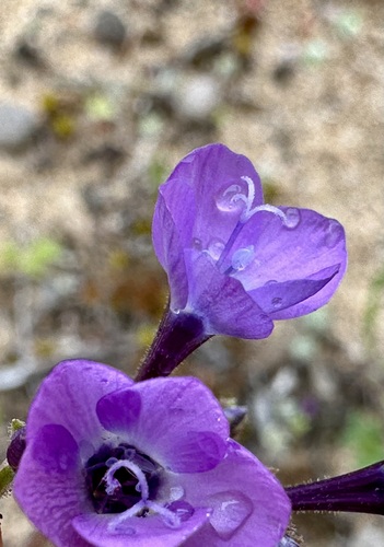 Gilia tenuiflora, photograph 4