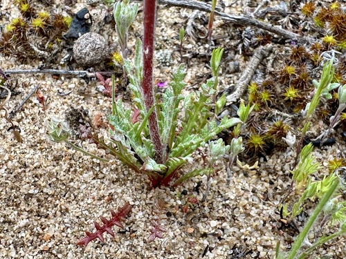 Gilia tenuiflora, photograph 1