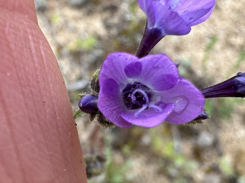 Gilia tenuiflora