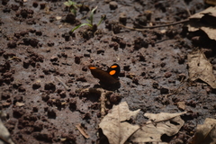 Catonephele numilia esite