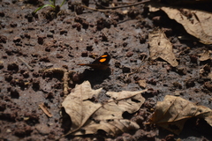 Catonephele numilia esite