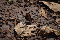 Catonephele numilia esite