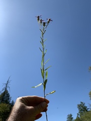 Eurybia surculosa
