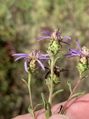 Eurybia surculosa