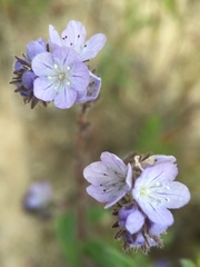 Phacelia breweri