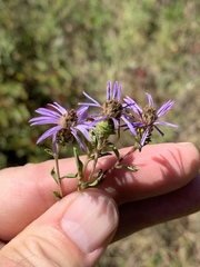 Eurybia surculosa