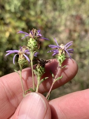 Eurybia surculosa