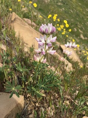 Lupinus microcarpus horizontalis