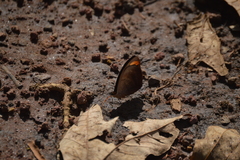 Catonephele numilia esite