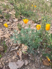Eschscholzia hypecoides
