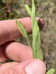 Eurybia surculosa