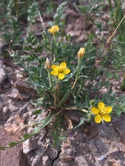 Mentzelia affinis