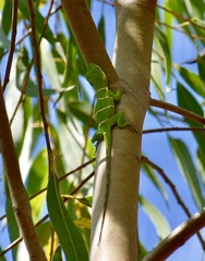 Anolis luteogularis