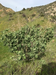 Malacothamnus aboriginum