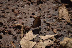 Catonephele numilia esite