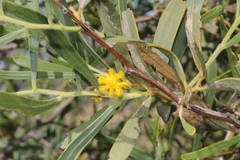 Acacia ligulata