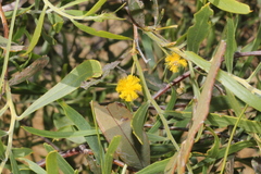 Acacia ligulata