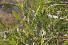Acacia ligulata