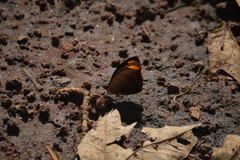 Catonephele numilia esite