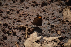 Catonephele numilia esite