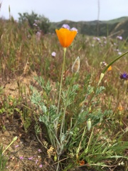 Eschscholzia hypecoides