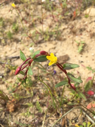 Jurupa Hills Sun Cup (Camissoniopsis ignota)