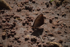 Catonephele numilia esite