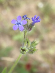 Allophyllum gilioides gilioides