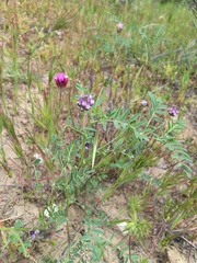 Astragalus didymocarpus didymocarpus