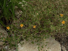 Mentzelia oligosperma