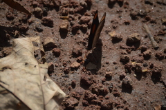 Catonephele numilia esite