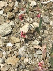 Eriogonum gracillimum
