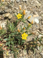 Mentzelia affinis