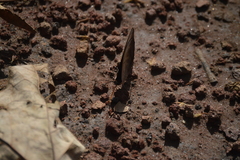 Catonephele numilia esite