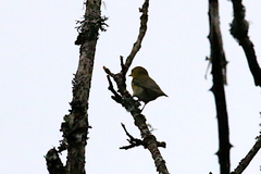 Phylloscopus valentini