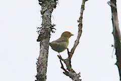 Phylloscopus valentini