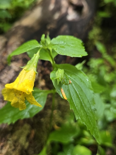 coastal monkeyflower (Mimulus dentatus)