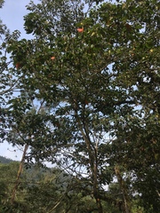 Croton magdalenensis