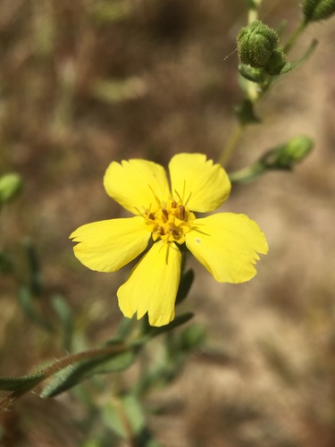 Image of Deinandra kelloggii by (c) Matt Berger, some rights reserved (CC BY)
