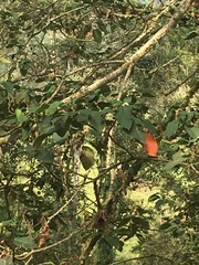 Croton magdalenensis