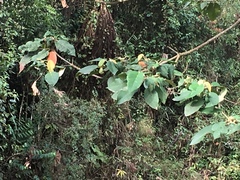 Croton magdalenensis