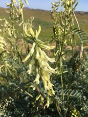 Astragalus oxyphysus